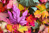 Falling Leaves | Alpine Lodge Collection | 6 Oz Tin