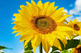 Sunflowers | Alpine Lodge Collection | 6 Oz Tin